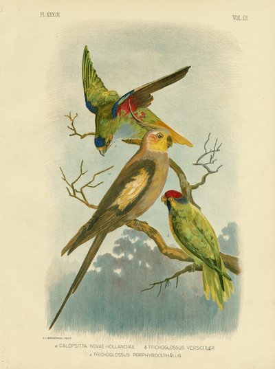 Cacatua parrocchetto o calopsitta, 1891 da Gracius Broinowski